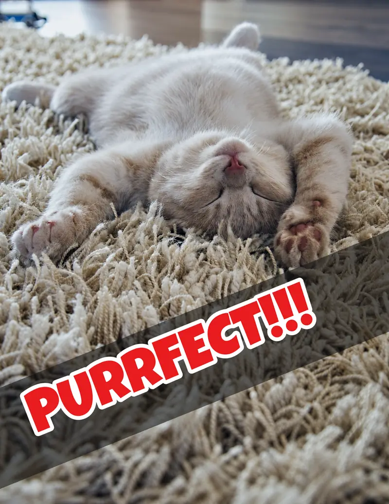 A cat asleep on its back on a cream shaggy rug, with PURRFECT!!! written across the photo
